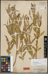 Foto von Salix acmophylla Boiss.